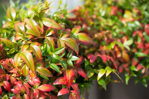 Nandina domestica OBSESSED