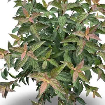 Viburnum farreri 'December Dwarf'