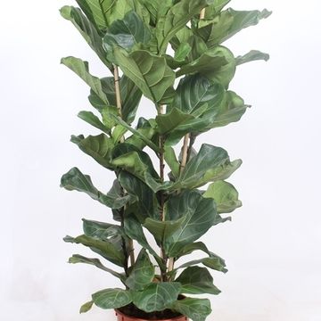 Ficus lyrata