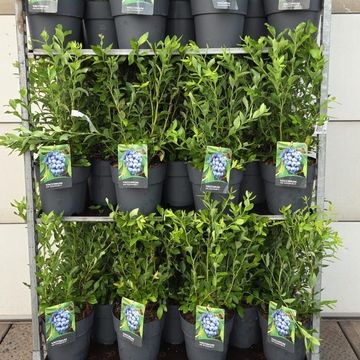 Vaccinium corymbosum 'Goldtraube 71'
