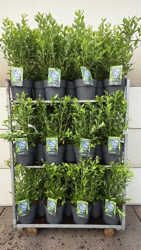 Vaccinium corymbosum 'Goldtraube 71'