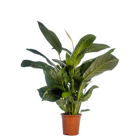 Spathiphyllum 'Isabella'