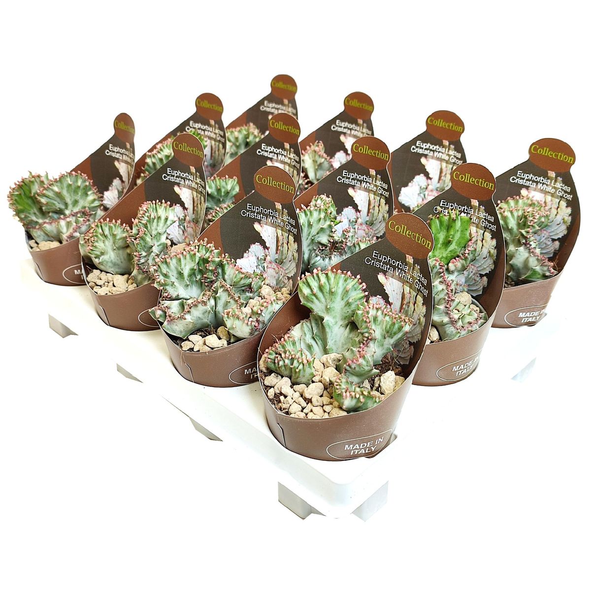 Euphorbia 'Gabizan' Succulent Plant - Artificially Propagated In 2" Pot, 0.6"-0.8" Size, Rare Drought-Tolerant Houseplant