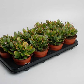 Crassula ovata 'Sunset'