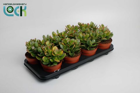 Crassula ovata 'Sunset'