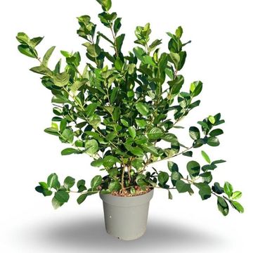 Aronia x prunifolia 'Viking'