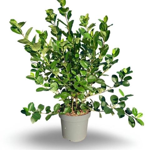 Aronia x prunifolia 'Viking'