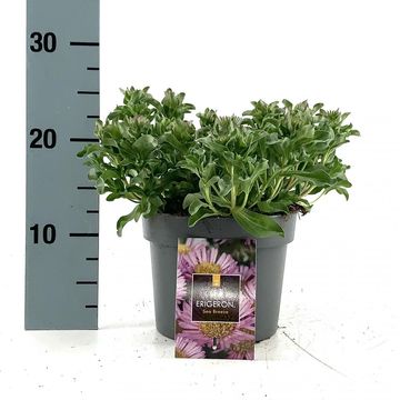 Erigeron glaucus 'Sea Breeze'
