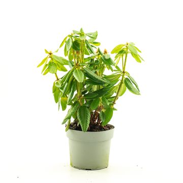 Rhododendron 'Nancy Evans'