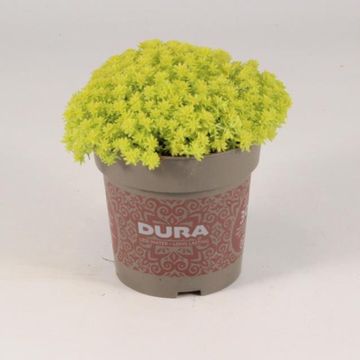 Sedum hispanicum 'Aureum'