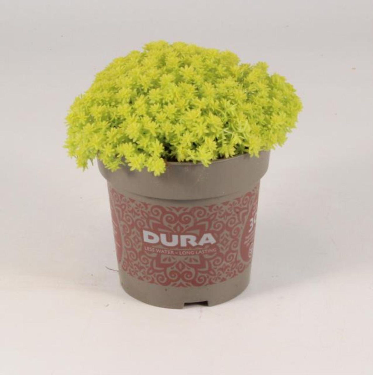 Sedum hispanicum 'Aureum' — Plant Wholesale FlorAccess