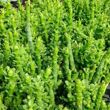 Euphorbia bisellenbeckii