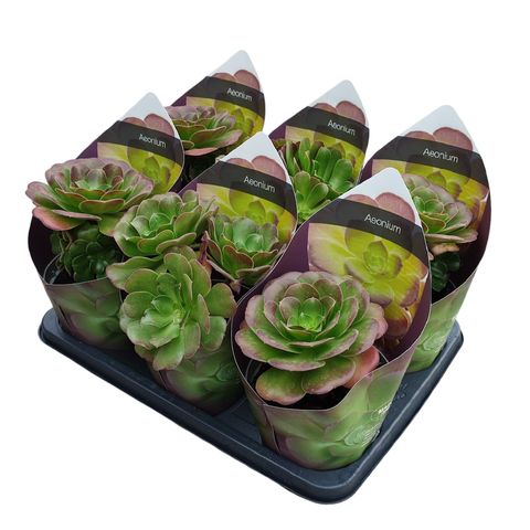 Aeonium arboreum