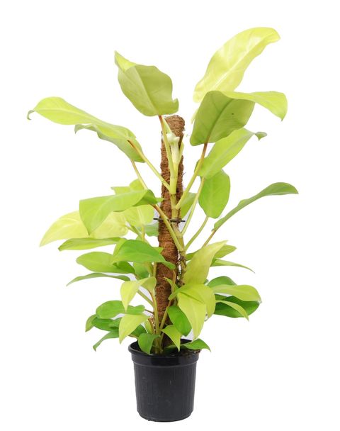 Filodendron 'Malay Gold'