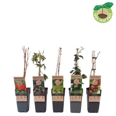 Plantas frutíferas MIX