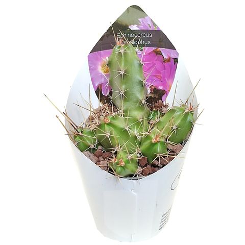 Echinocereus pentalophus