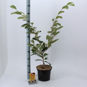 Hamamelis x intermedia 'Arnold Promise'