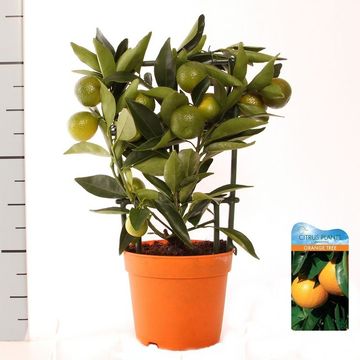 Citrus margarita 'Nagami'