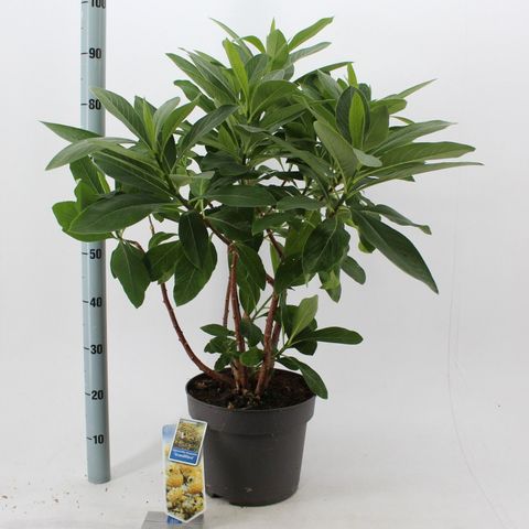 Edgeworthia chrysantha 'Grandiflora'