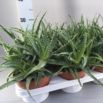 Aloe arborescens