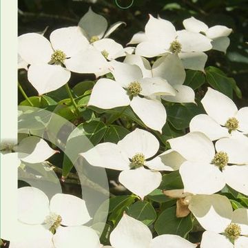 Cornus kousa 'Schmetterling'