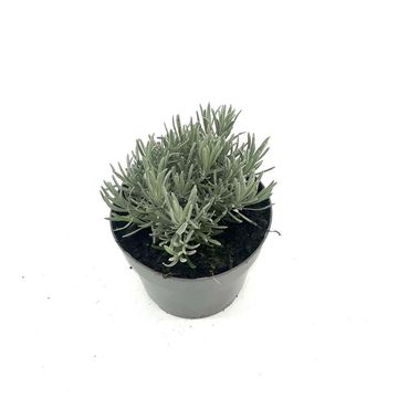 Lavandula x intermedia PHENOMENAL