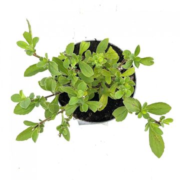 Aster x frikartii 'Mönch'