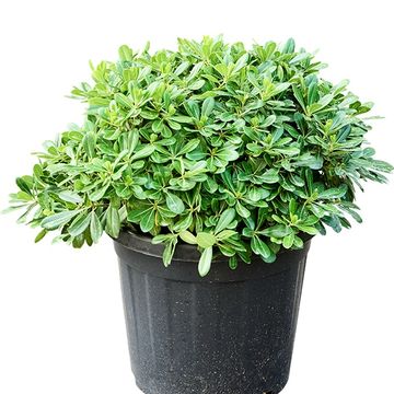 Pittosporum tobira 'Nanum'
