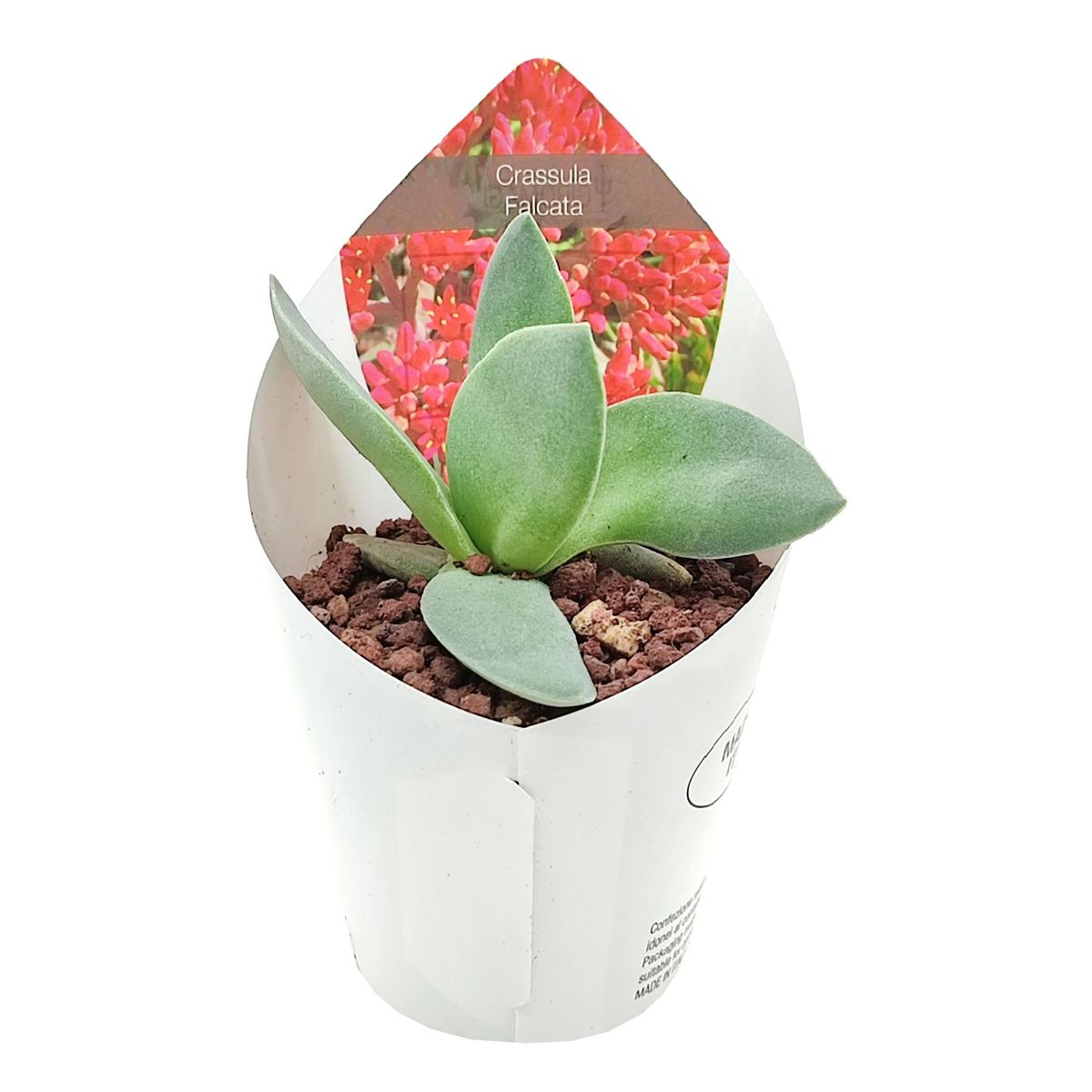 Crassula falcata — Plant Wholesale FlorAccess