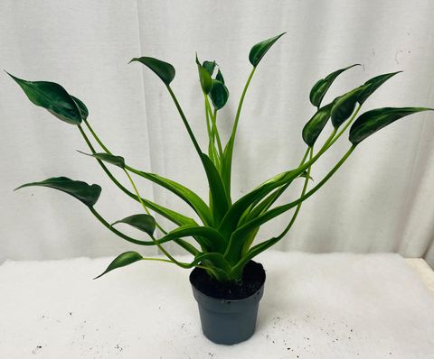 Alocasia 'Tiny Dancer'