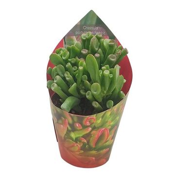 Crassula ovata 'Hobbit'