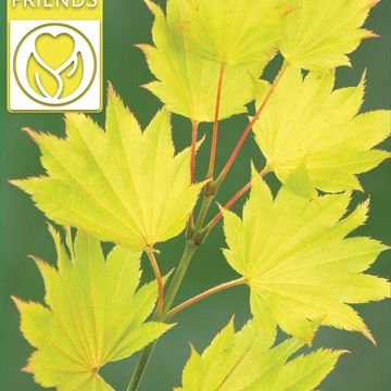 Acer shirasawanum 'Aureum'