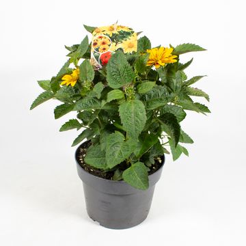 Heliopsis helianthoides MIX