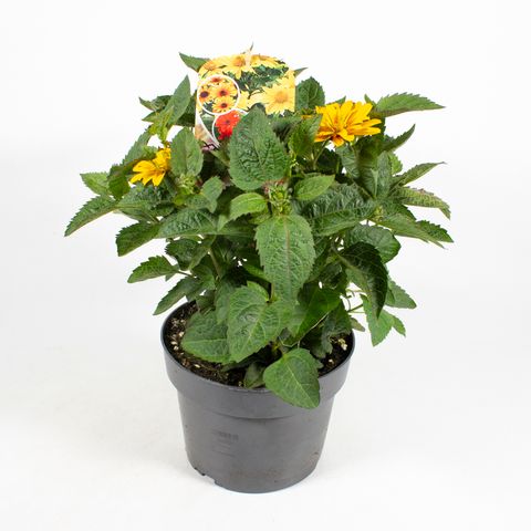 Heliopsis helianthoides MIX