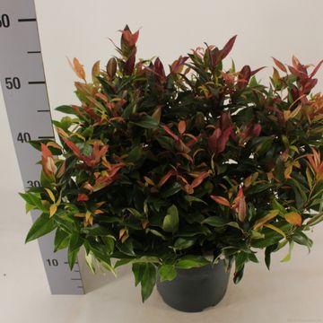 Leucothoe 'Zeblid'