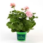 Pelargonium DR INGRID