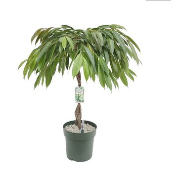Ficus 'Malaika'