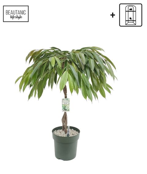 Ficus 'Malaika'