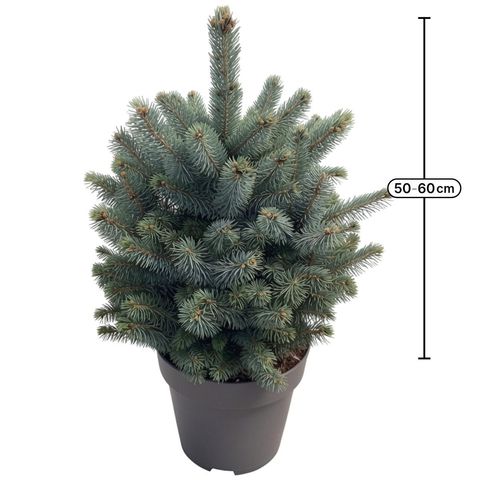 Picea pungens SUPER BLUE SEEDLING