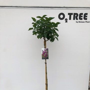 Syringa vulgaris 'Charles Joly'