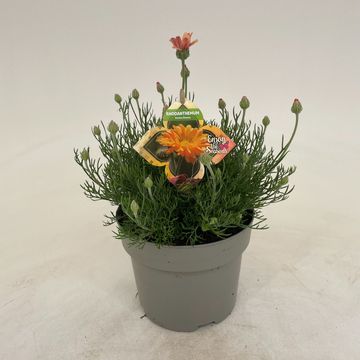 Rhodanthemum hosmariense 'Zagora Orange'