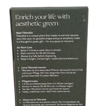 Arrangement Tillandsia