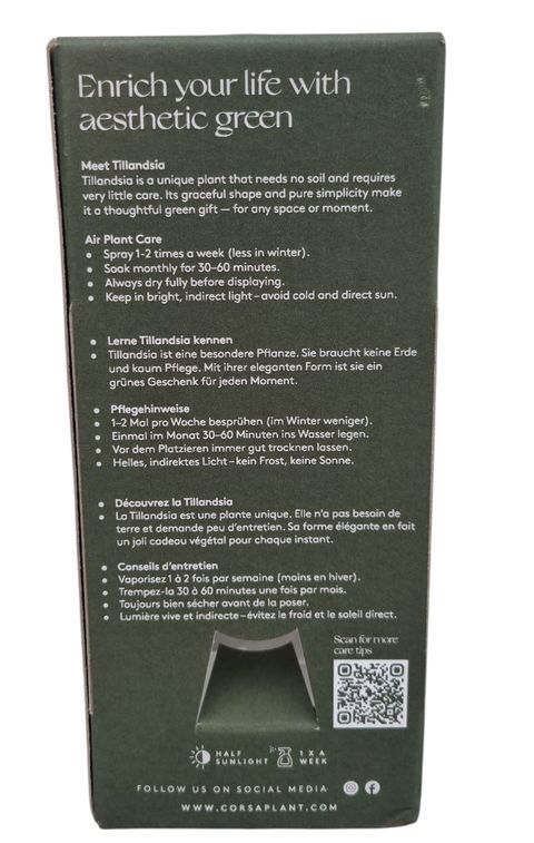 Arrangement Tillandsia