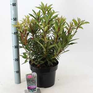 Rhododendron 'Graziella' (About Plants Zundert BV)