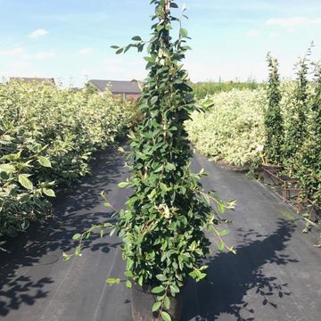 Cotoneaster lacteus