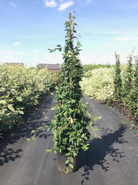 Cotoneaster lacteus