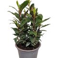 Laurus nobilis