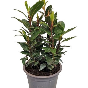 Laurus nobilis