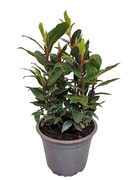 Laurus nobilis