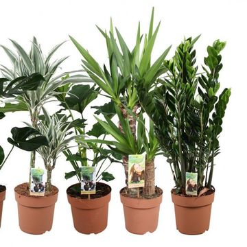 Plantas o interior MIX